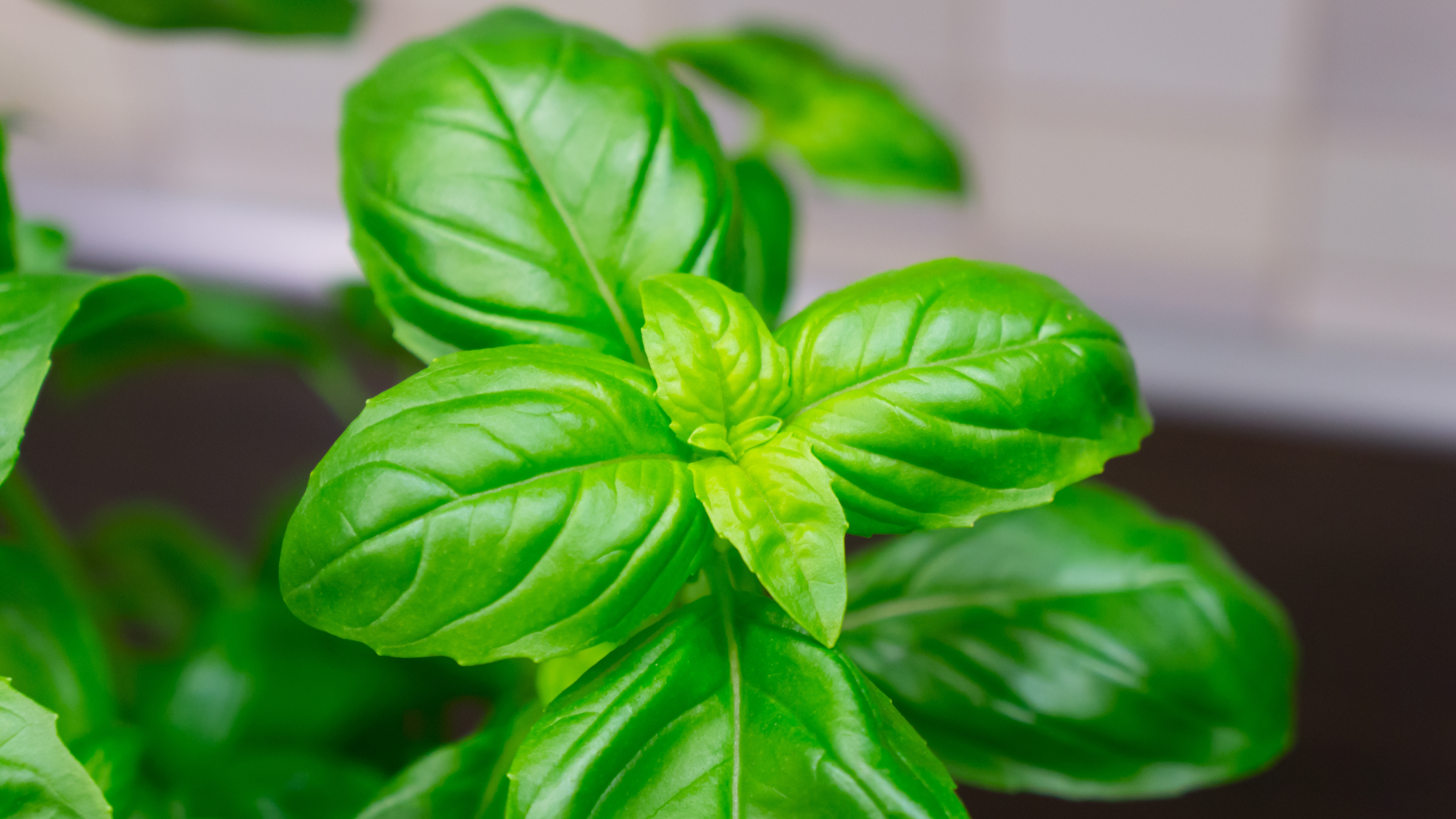 Unveiling the Revitalizing Essence of Basil Essential Oil